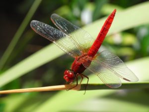 red dragonfly