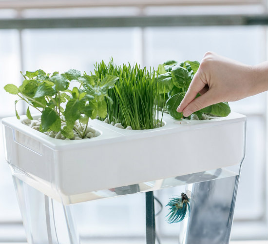 Aquaponics: Grow Your Own Food Year Round 