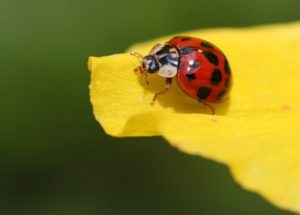 garden pests