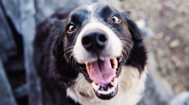 6 Changes to Expect in an Aging Dog