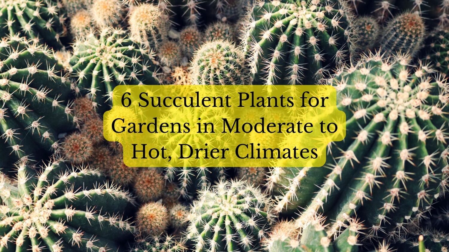 6 Succulent Plants for Hot to Moderate Climate Gardens