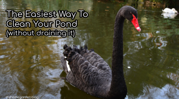 The Easiest Way To Clean Your Pond (without draining it)