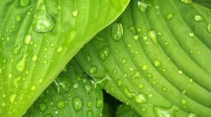 shade gardens hosta