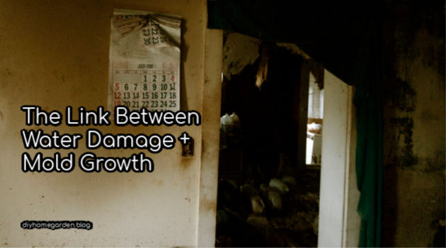 The Link Between Water Damage and Mold Growth