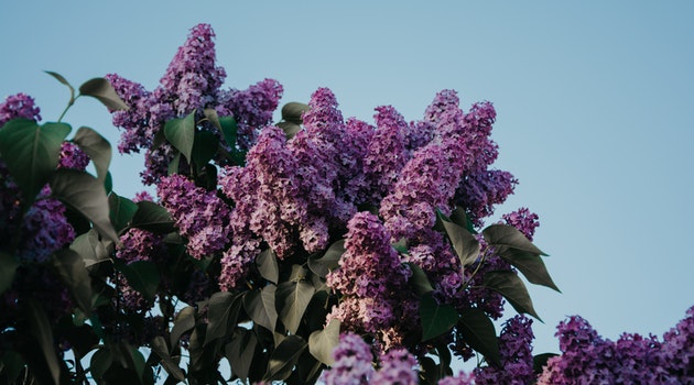 How to Grow and Care for Lilacs
