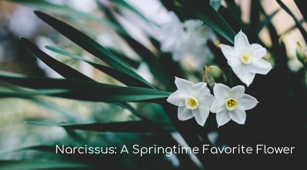Narcissus: A Springtime Favorite Flower