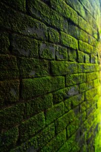 moss wall