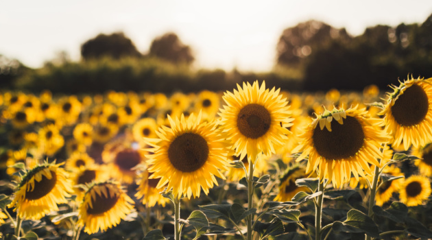 Sunflowers Offer 9 Incredible Benefits to Every Garden