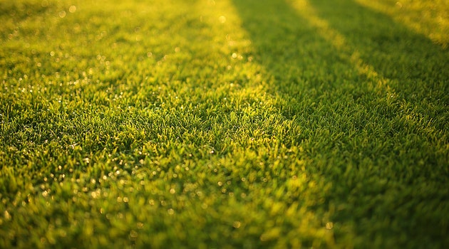 green grass