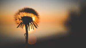 dandelion silhouette