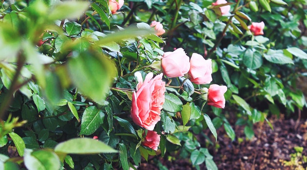 mulch for flowers