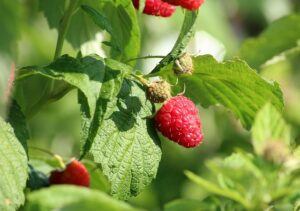 raspberries