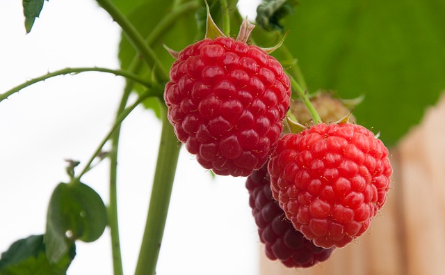 Raspberries: A Complete Growers Guide