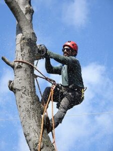 arborist