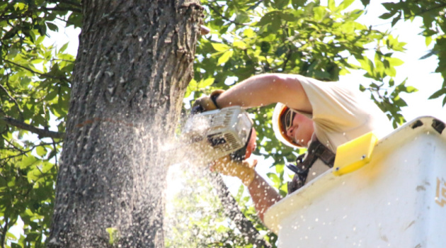 tree surgeon