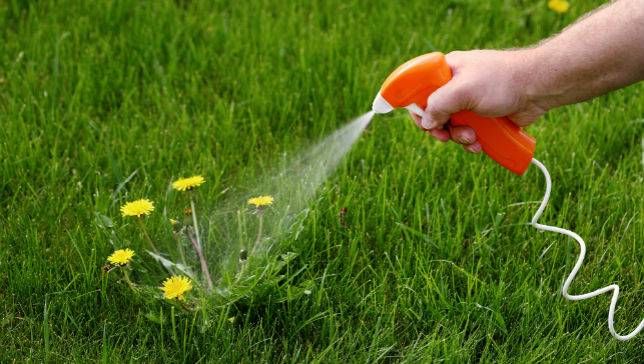 Weedkillers: A Comprehensive Guide to the Best Ways to Kill Weeds
