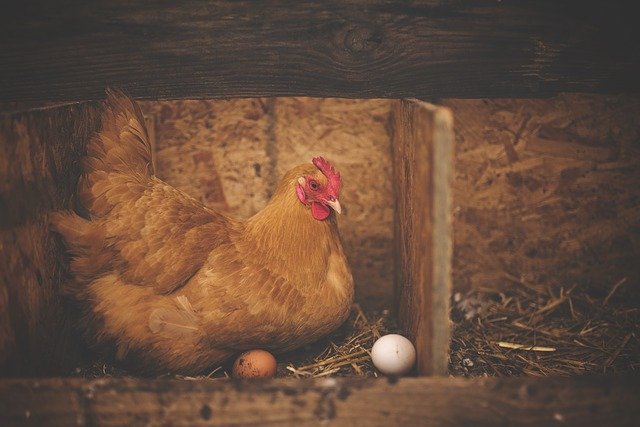 Why Should You Keep a Chicken Coop in Your Yard?