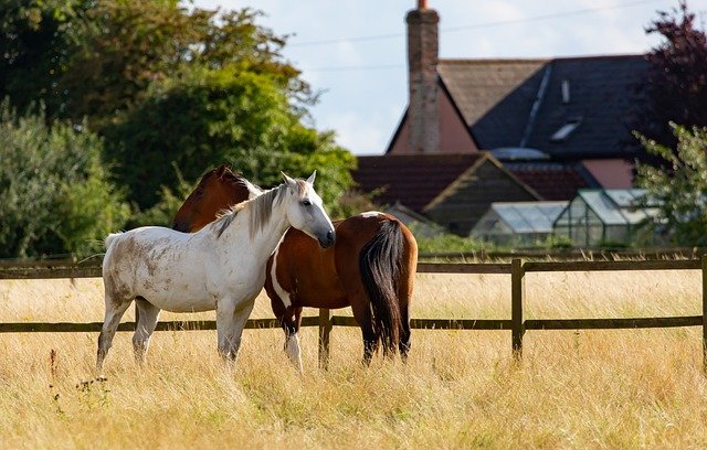 Don’t Buy a Horse Without Knowing These 4 Basic Needs