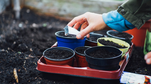 starting seeds indoors