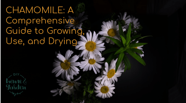 Chamomile: A Comprehensive Guide to Growing, Use, and Drying