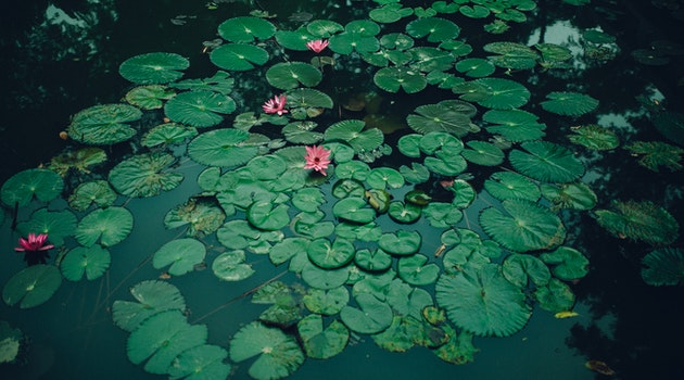 pond health