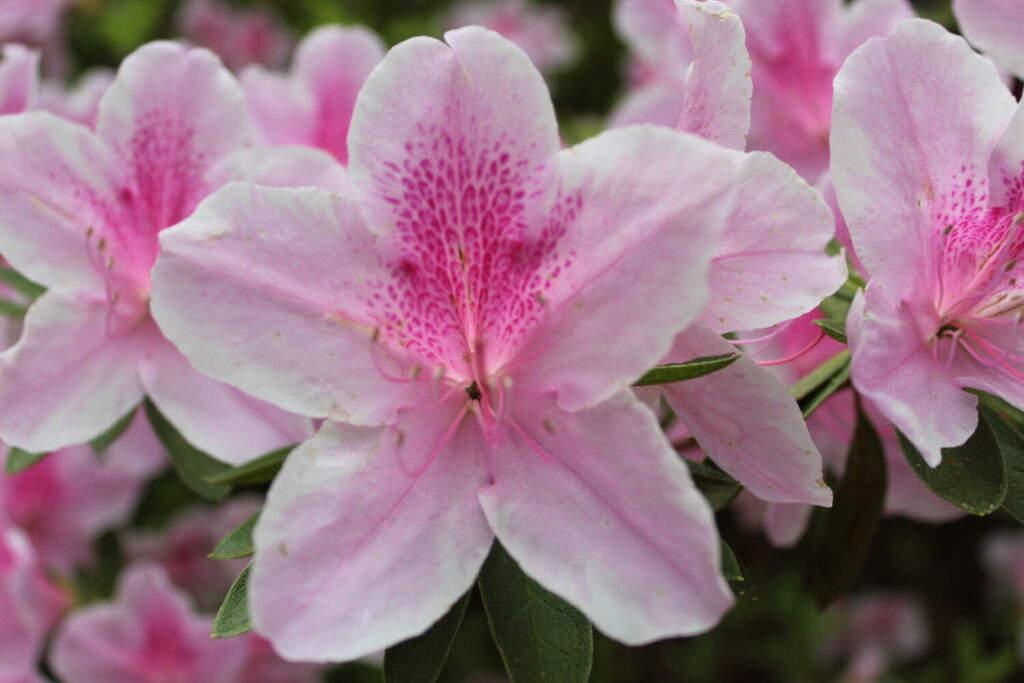 pink flowers