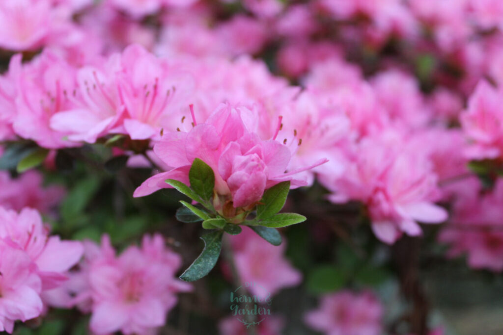 azalea