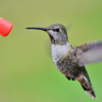 hummingbird