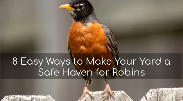 How To Make Your Garden A Safe Haven For Robins This Winter