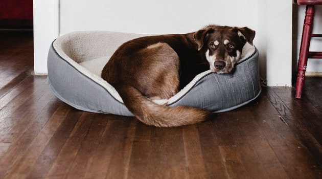 5 Best Types of Flooring for Households With Pets