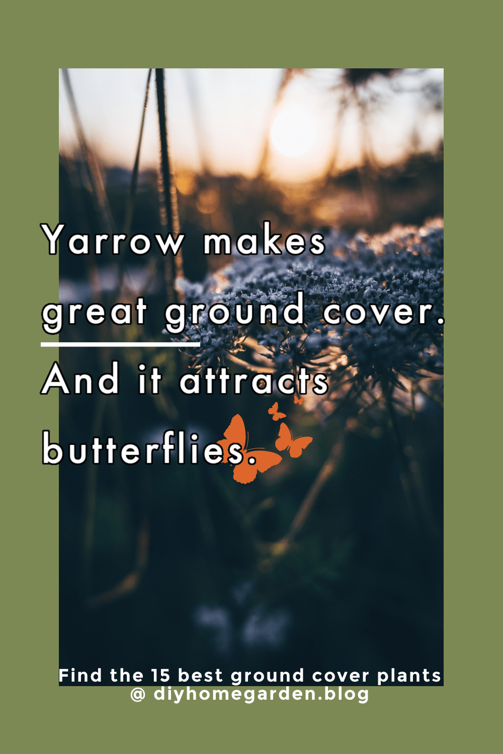 yarrow butterflies