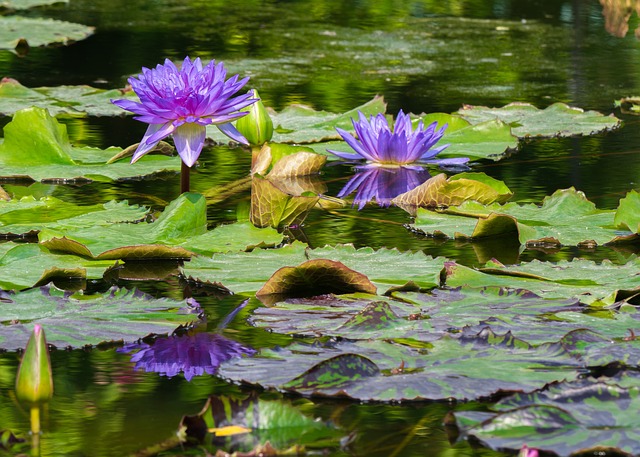 water features