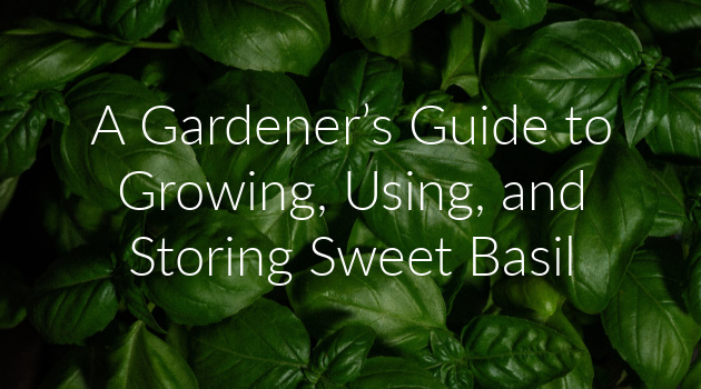 A Gardener’s Guide to Growing, Using, And Storing Sweet Basil
