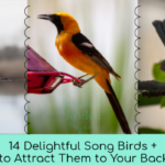 song birds