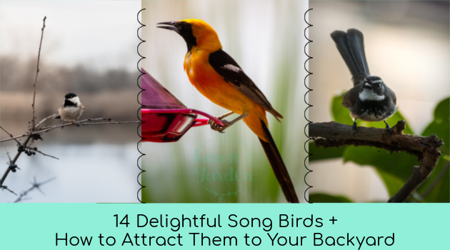 song birds