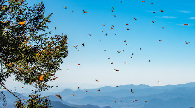 monarch butterflies