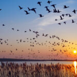 bird migration