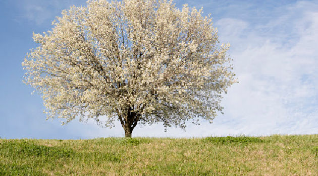 bradford pear tree