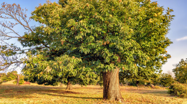 chestnut tree 