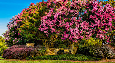 crepe myrtle 