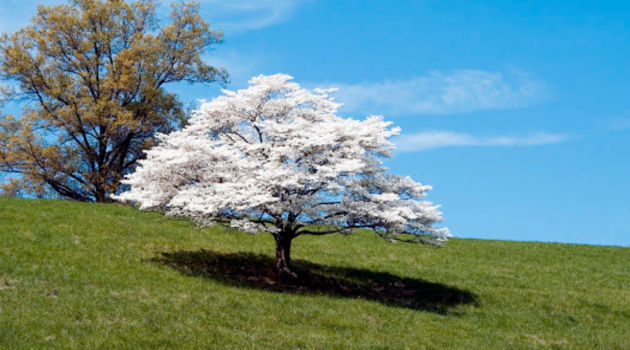 dogwood tree ornamental tree