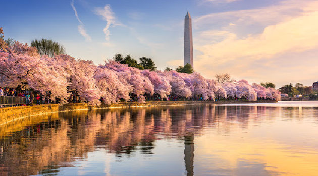 ornamental cherry trees