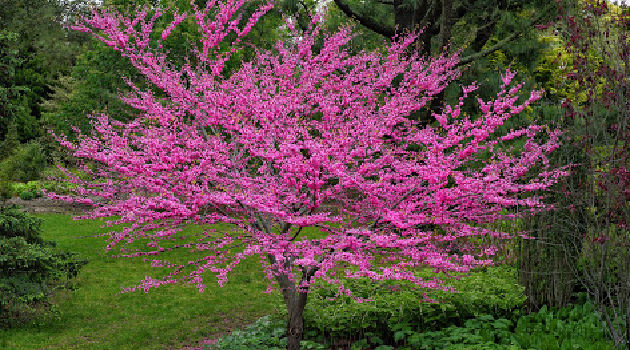 redbud tree