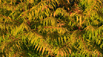 tiger eye sumac