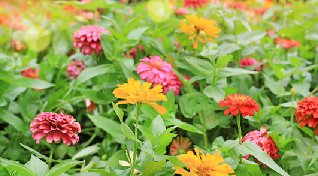 zinnia plants