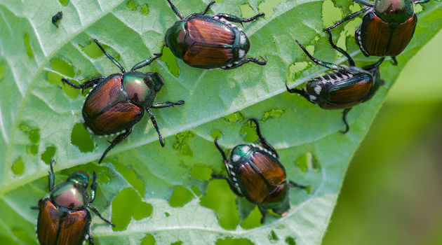 13 Surprisingly Easy Ways to Get Rid of Japanese Beetles