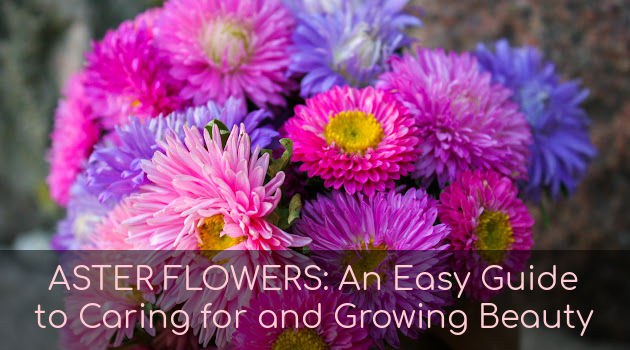 Aster Flowers: An Easy Guide to Caring for and Growing These Beauties