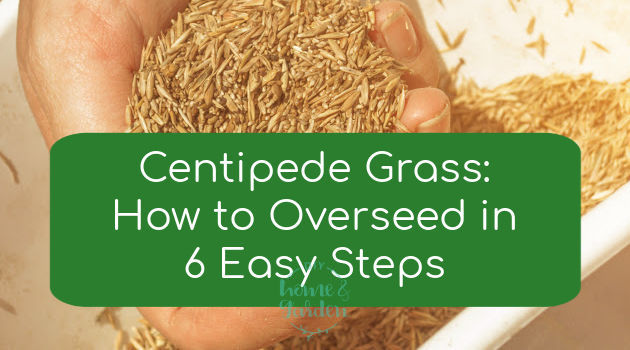 Centipede Grass: How to Overseed in 6 Easy Steps