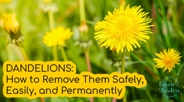 Dandelions: How to Remove Them Safely, Easily, and Permanently