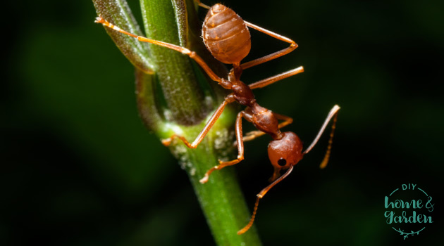 Fire Ants: How to Rid Your Yard of This Pest for Good